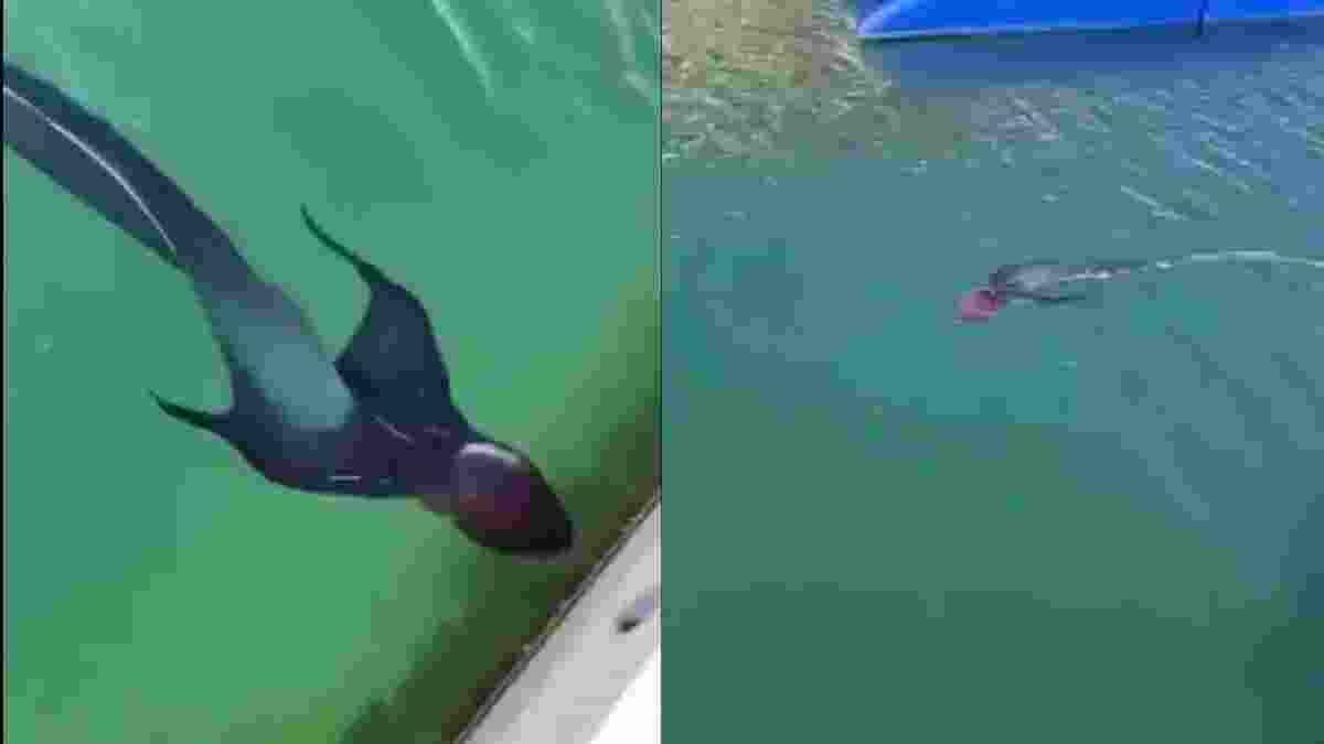 Strange creatures were seen in the water viral video