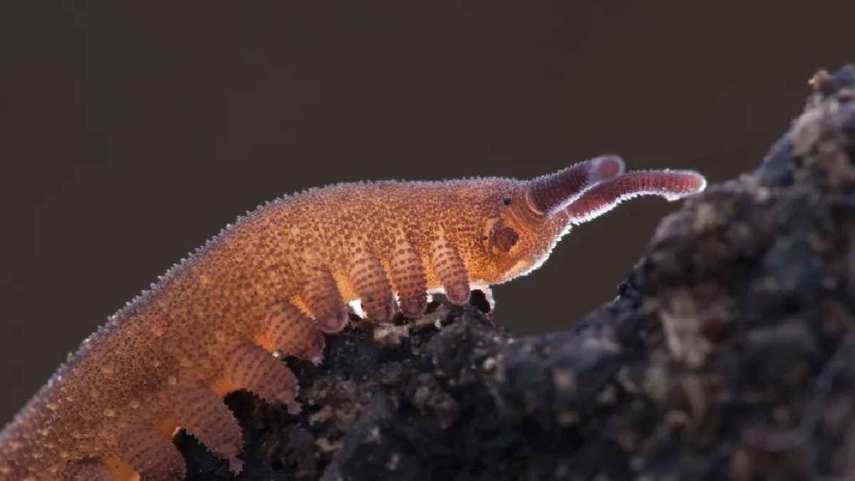 This incredible Creature just Resurfaced in India after 100 years