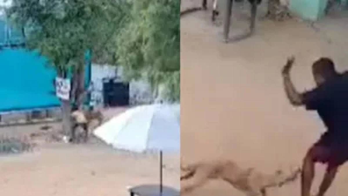 Stray Dog Attacks 8-Year-Old Boy
