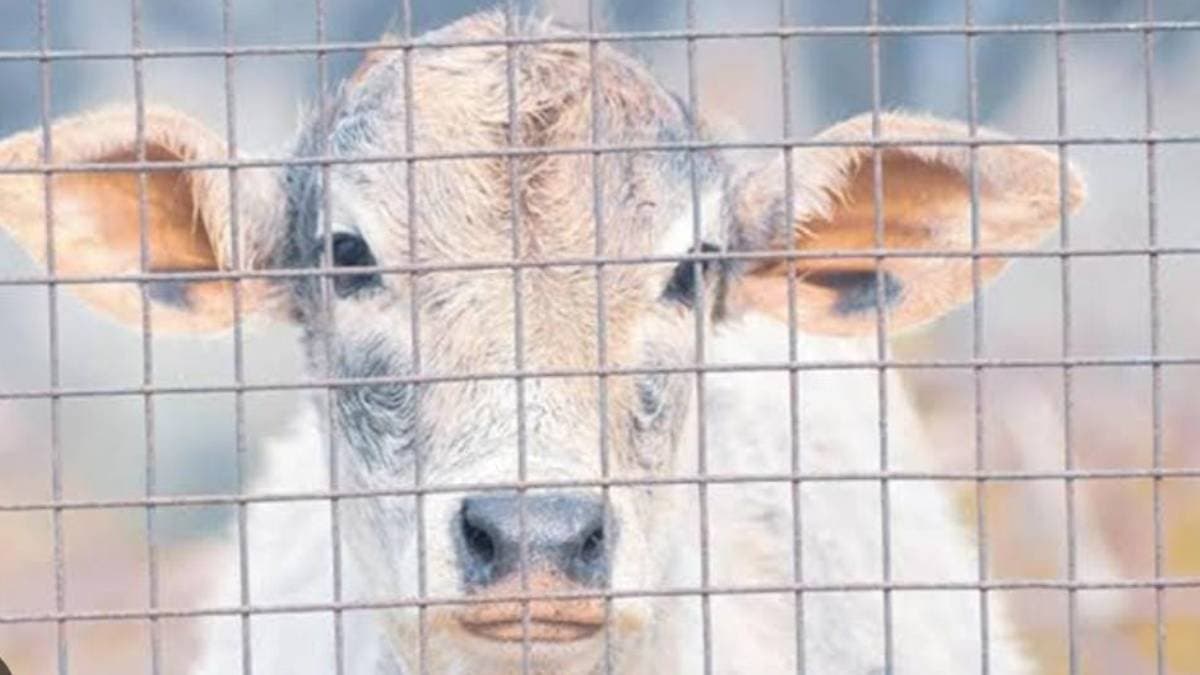 Man Dies After Bovine Attack Sends Him Tumbling Into Muddy Pond