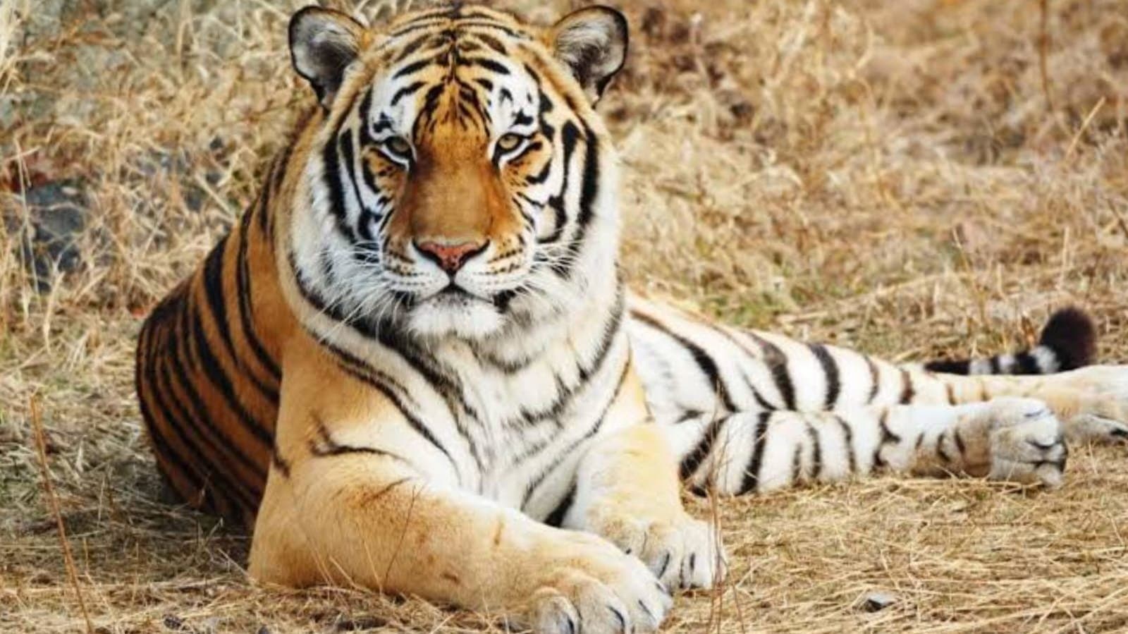  25 tigers are missing from ranthambore national park in rajasthan_gnr