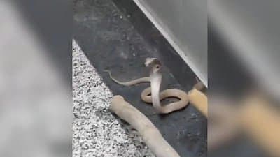 Noida Residents Rattled After Cobra Takes Elevator Ride 