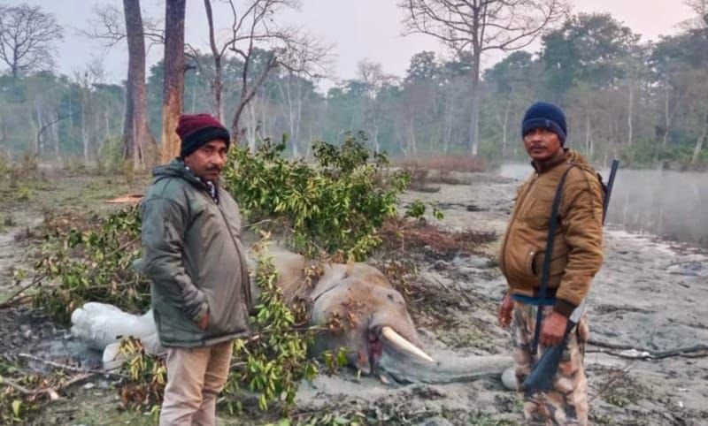 Injured elephant died in dooars 