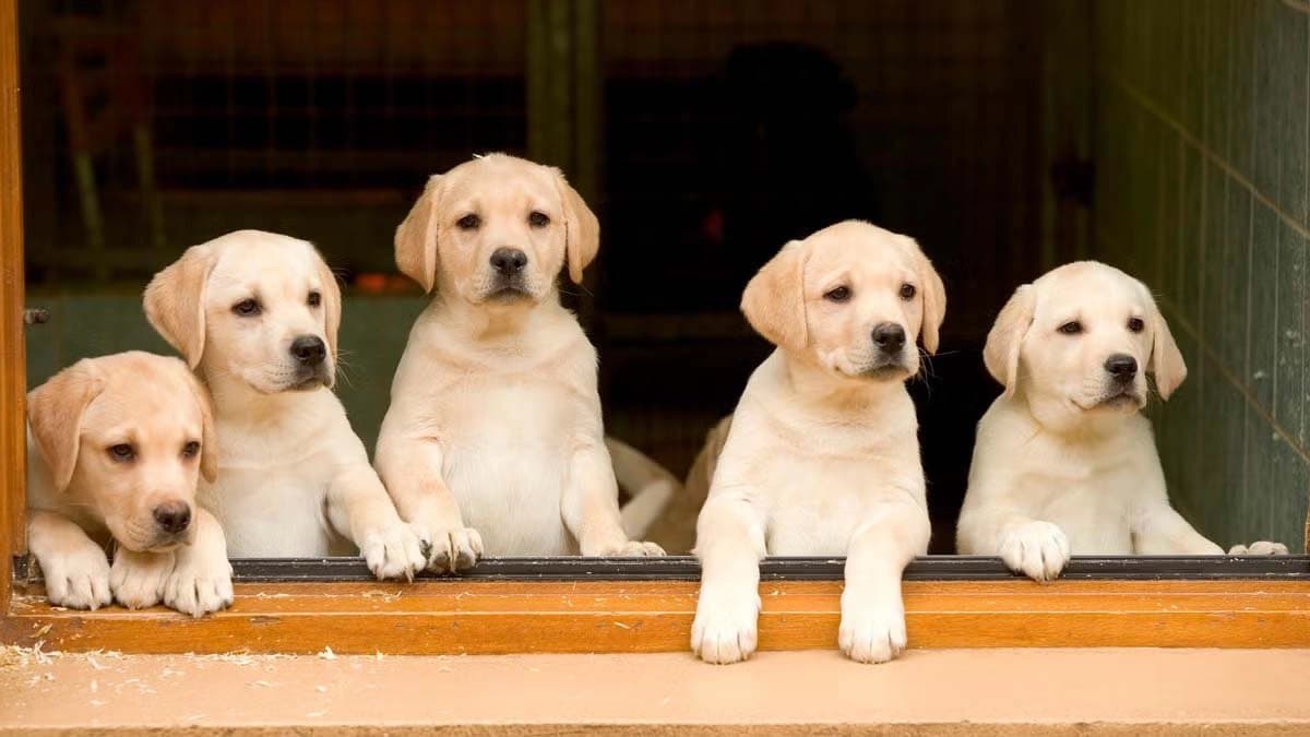 Madhya Pradesh Jabalpur man kills five puppies for barking arrested