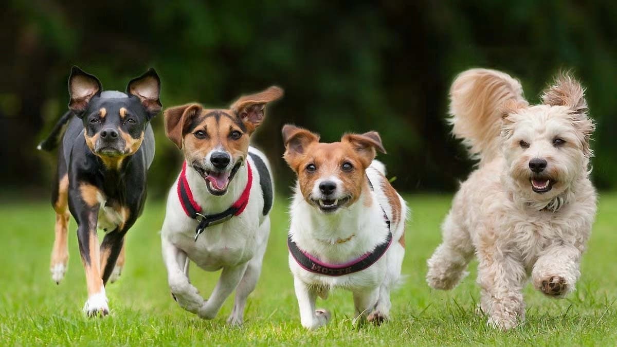 Dogs are banned in this Indian state and neither are snakes do you know which ones