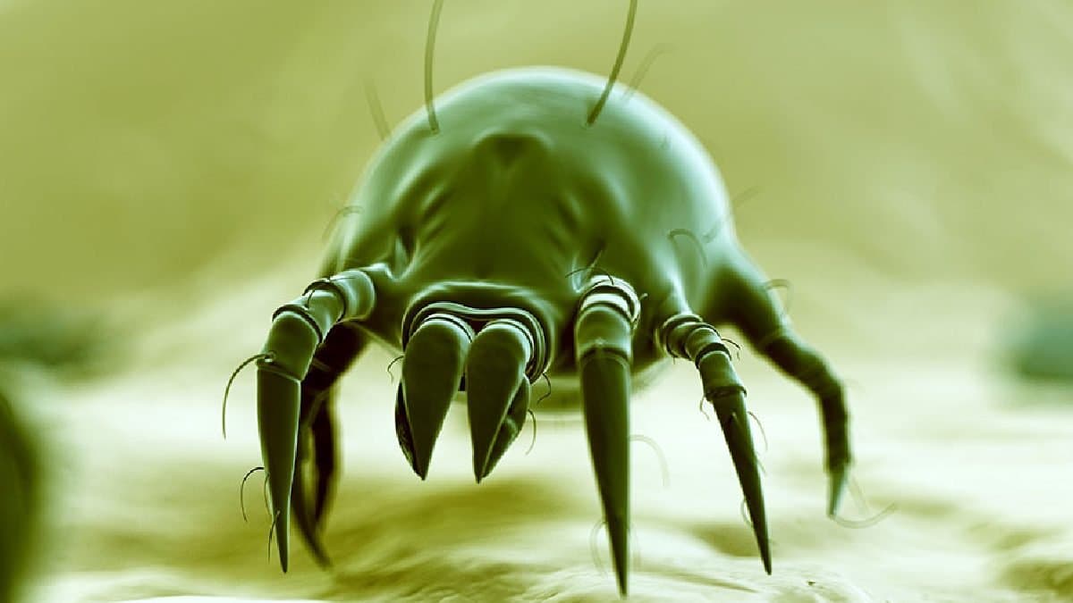 Know how to control dust allergy by home remedies