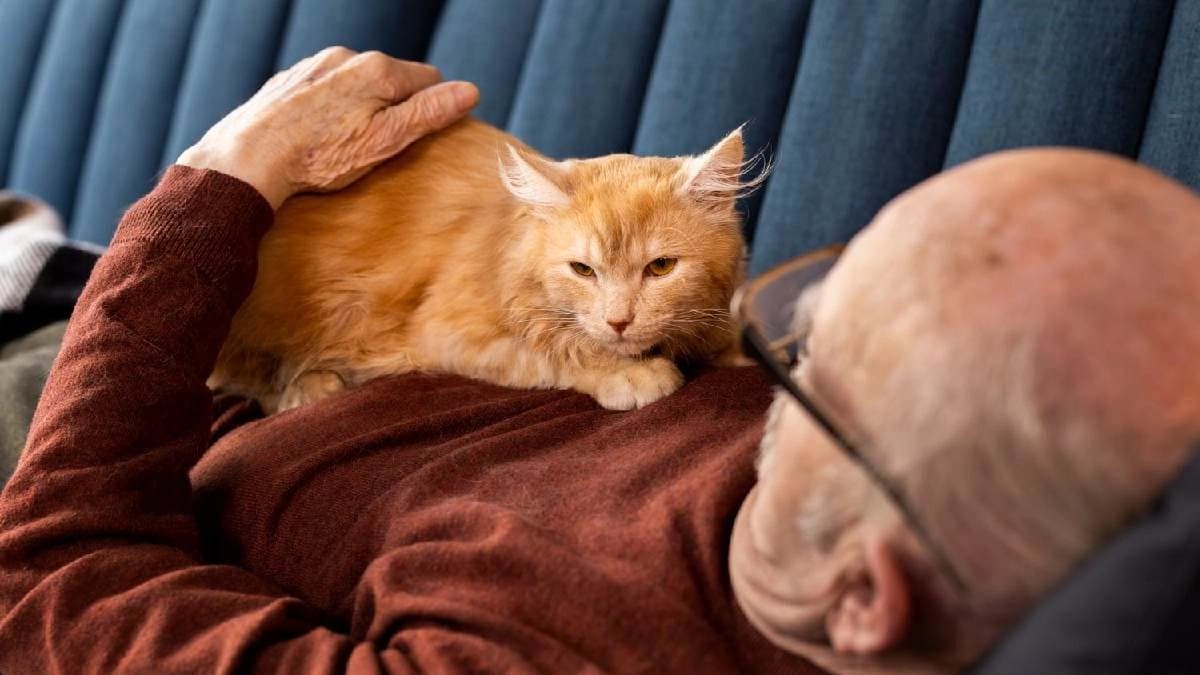 Old Chinese Man wants to give his entire property to someone who adopts his cat