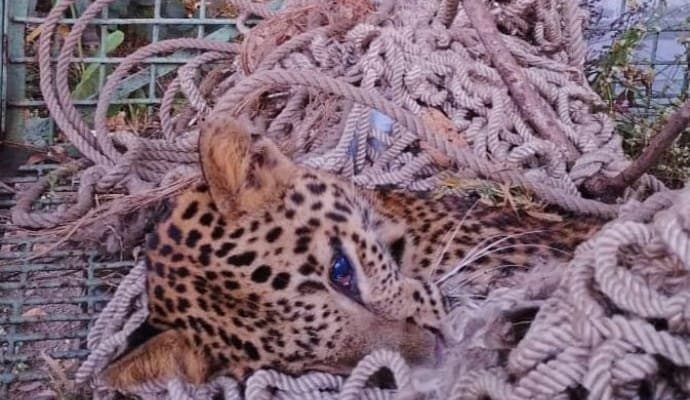 Trapped leopard in Binnaguri