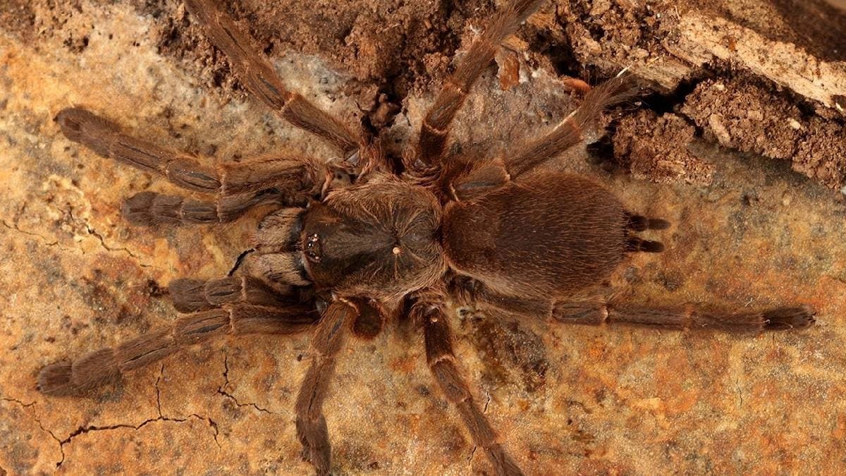 Thousands of Tarantulas crawl of Kansas and Colorado looking for mates