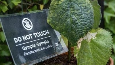 What is Gympie Gympie Worlds most poisonous plant gnr 