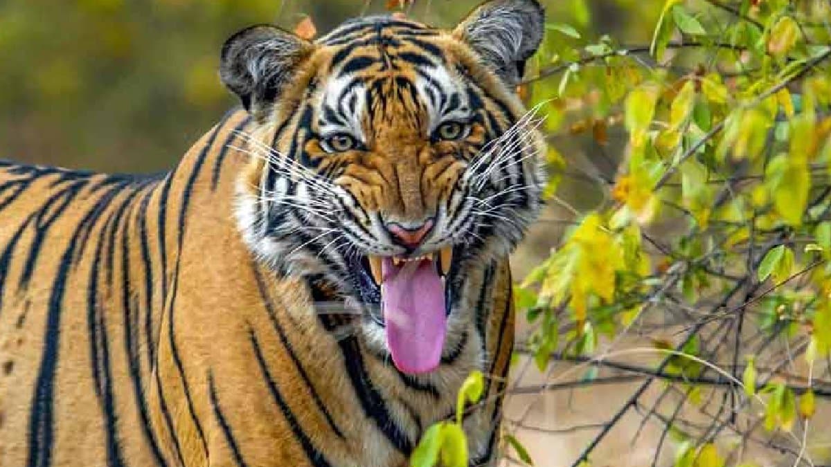 Youth went to forest, tiger attacked gnr 