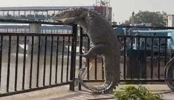 Crocodile Swims Out Of UP Canal