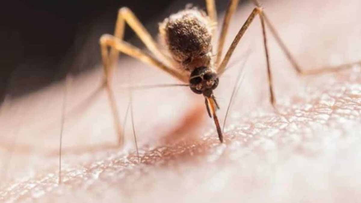indian immunologicals sign pact for clinical development of zika vaccine gnr