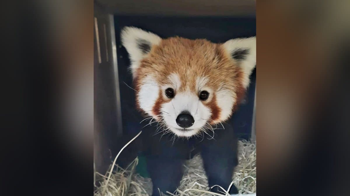 Two red pandas from Netherlands brought to Darjeeling zoo for breeding purpose gnr