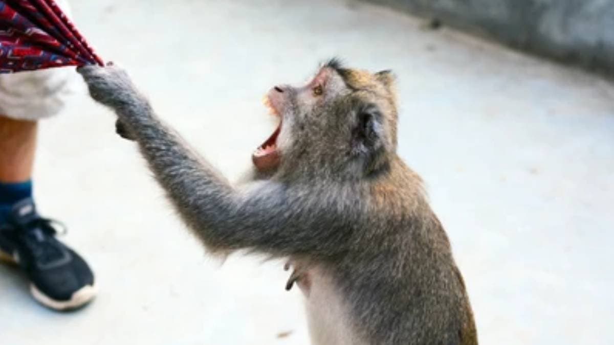 Texus monkey attack on local people