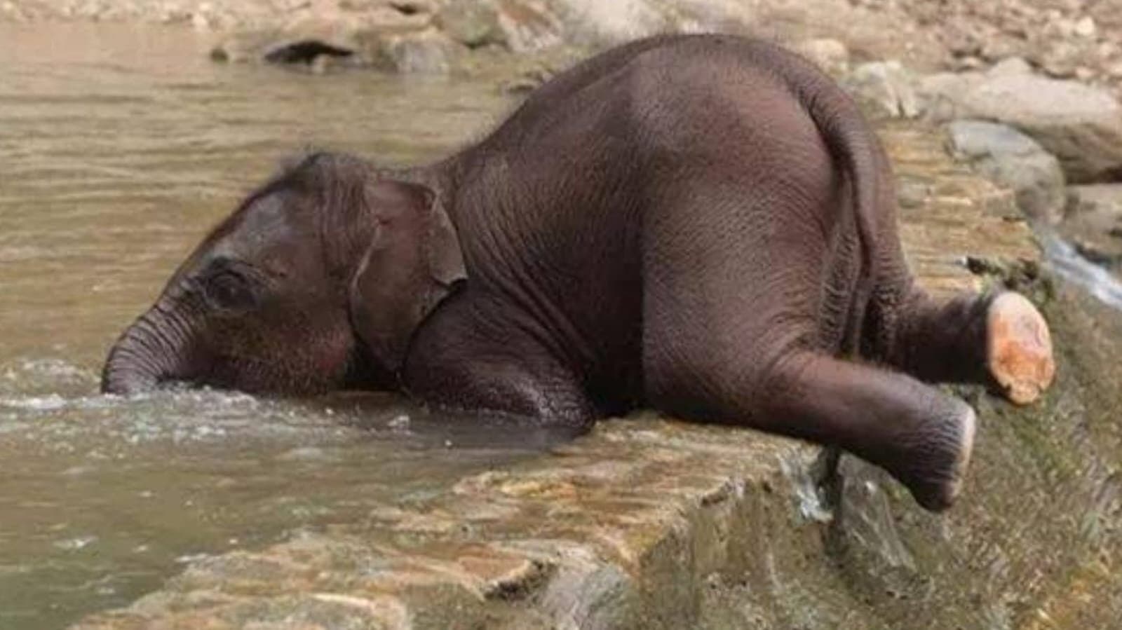 Baby elephant body recover in jalpaiguri_gnr