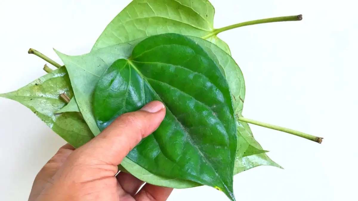 Betel Leaves get GI tag know about the benefits