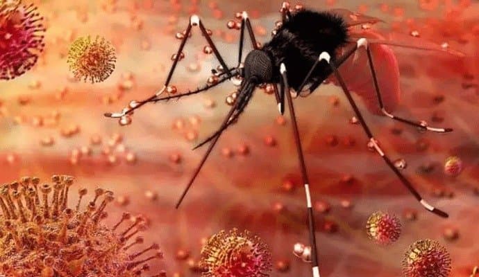 Rising Zika Virus cases: What you need to know? LYF