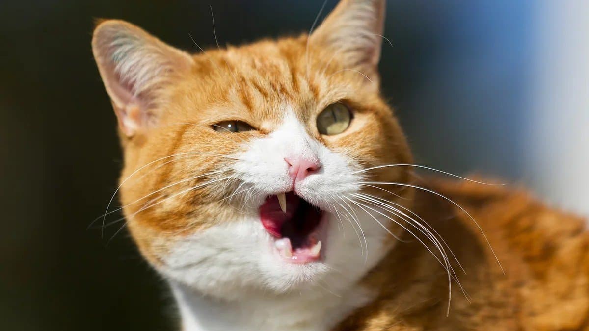 Husband Prioritising pet over her  woman files case