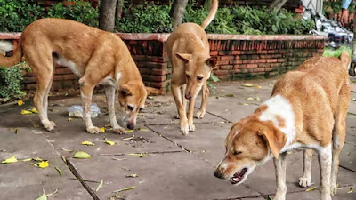 Six-Year-Old Boy Severely Injured In Stray Dog Attack