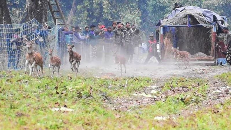 Chital deer released in Buxa Tiger Reserve