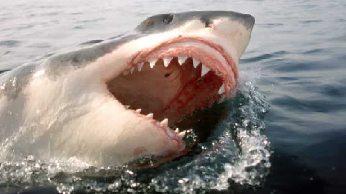 Apex predator great white shark are now hunted by deadly enemy orcas gnr 