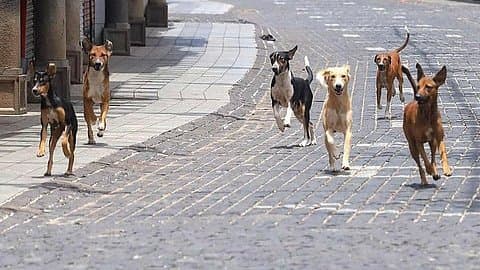 Stray Dog Menace in Bengaluru Sun City Apartments