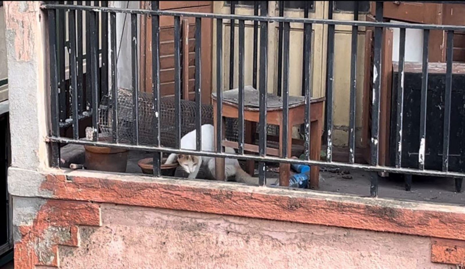 women died, cats alone in home