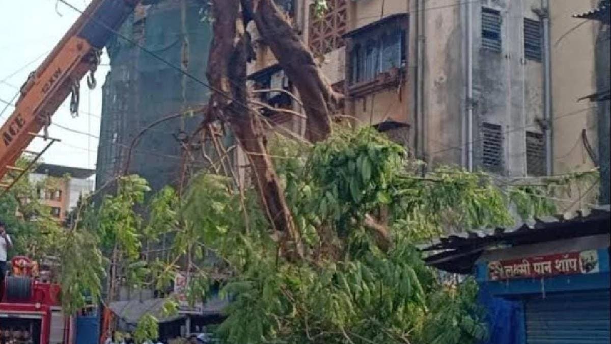 Woman 3-Year Old Boy Injured In Branch Fall In Thane