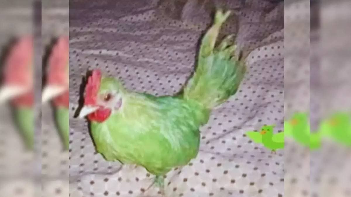 Pakistani seller sells green painted murgi as parrot