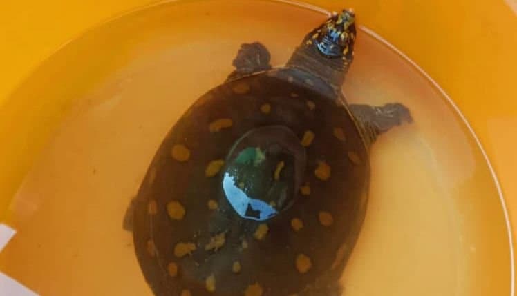Rare species of turtle rescued in Malbazar