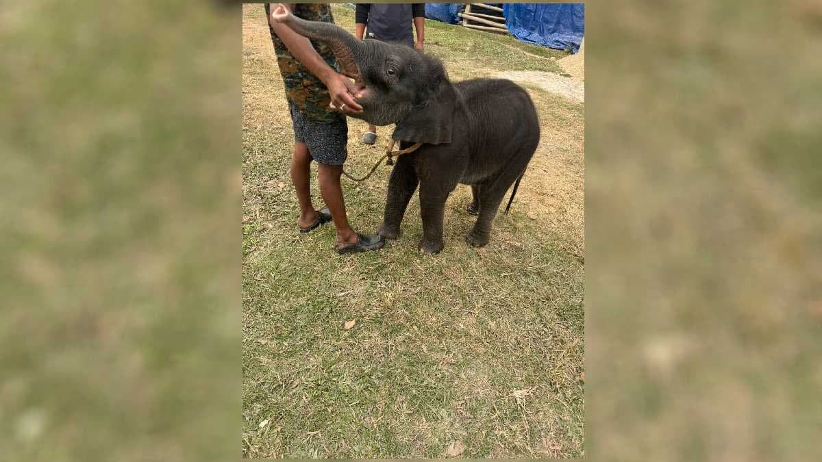  20 day old little elephant appeared in the Pilkhana of Jaldapara gnr