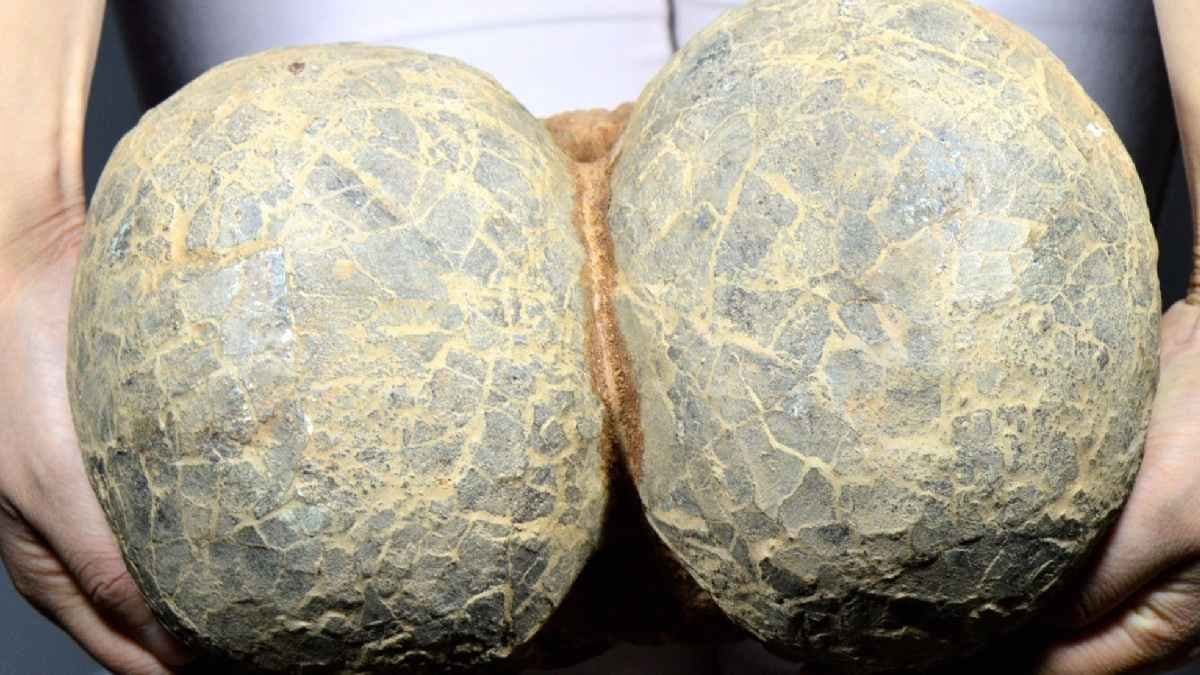 Rare Dinosaur Egg Reveals stunning secrets through groundbreaking CT Scan analysis