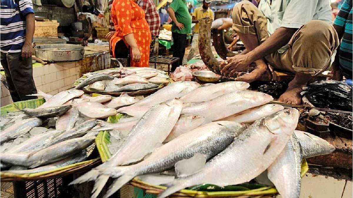 Good News for Bengalis Before Puja: Padma Hilsa to Arrive in Howrah on Vishwakarma Puja Morning