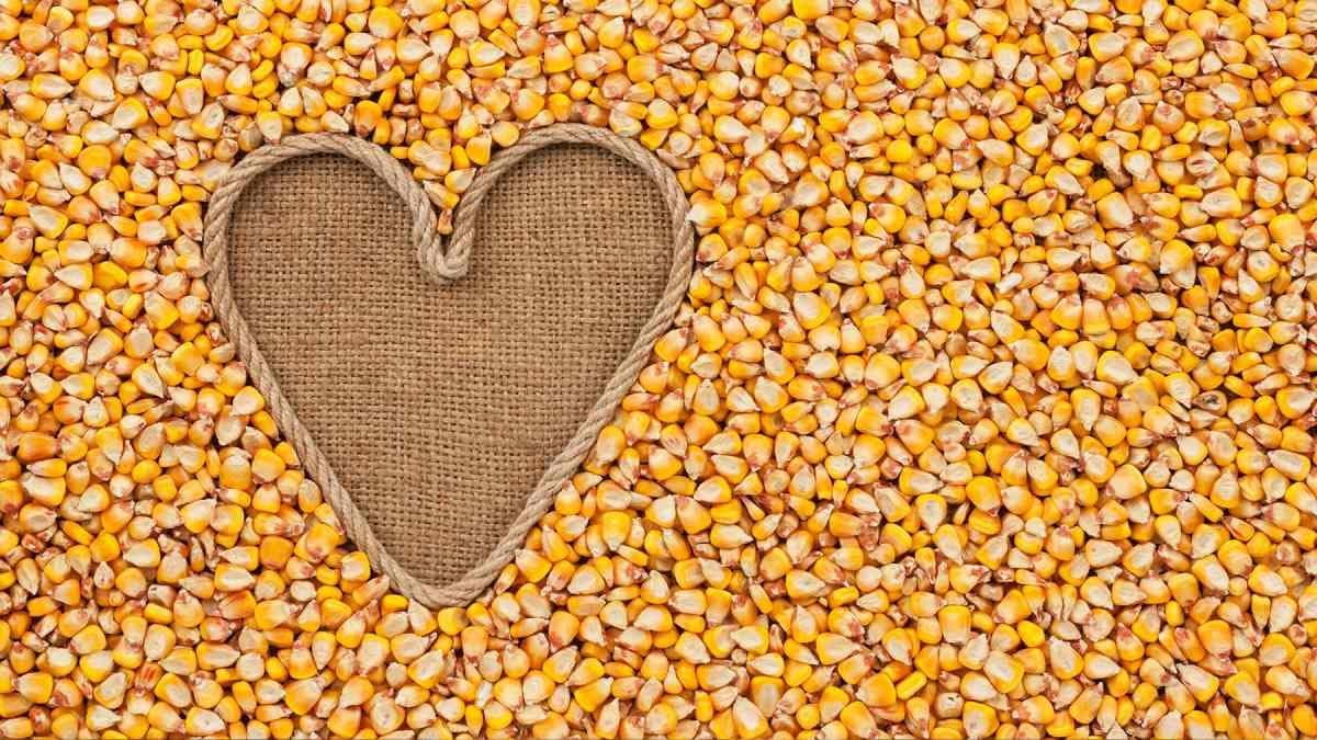 Digestion and cardiac health among top benefits of corn