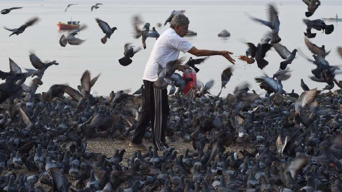 Why feeding pigeons can be dangerous for human health