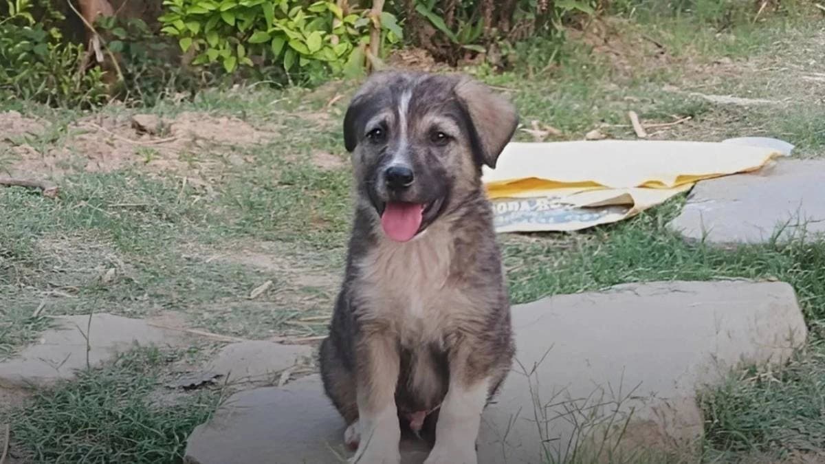 A dog saved lives Early warning before the landslide in Himachal Pradesh