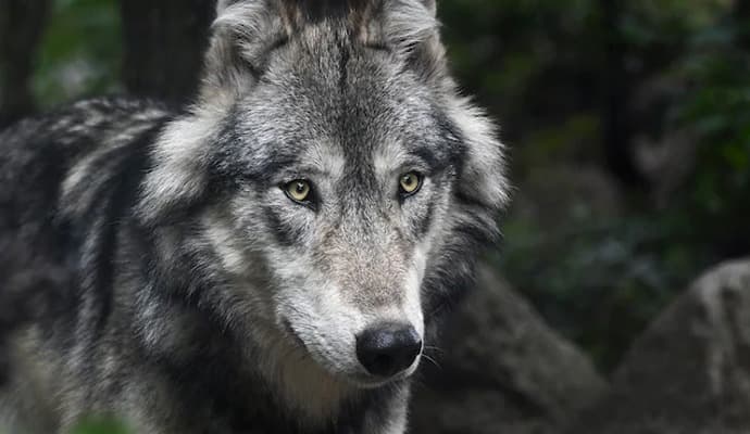 Amid Wolf Attack Fears, UP Villagers Kill Dog That Attacked 3 People gnr