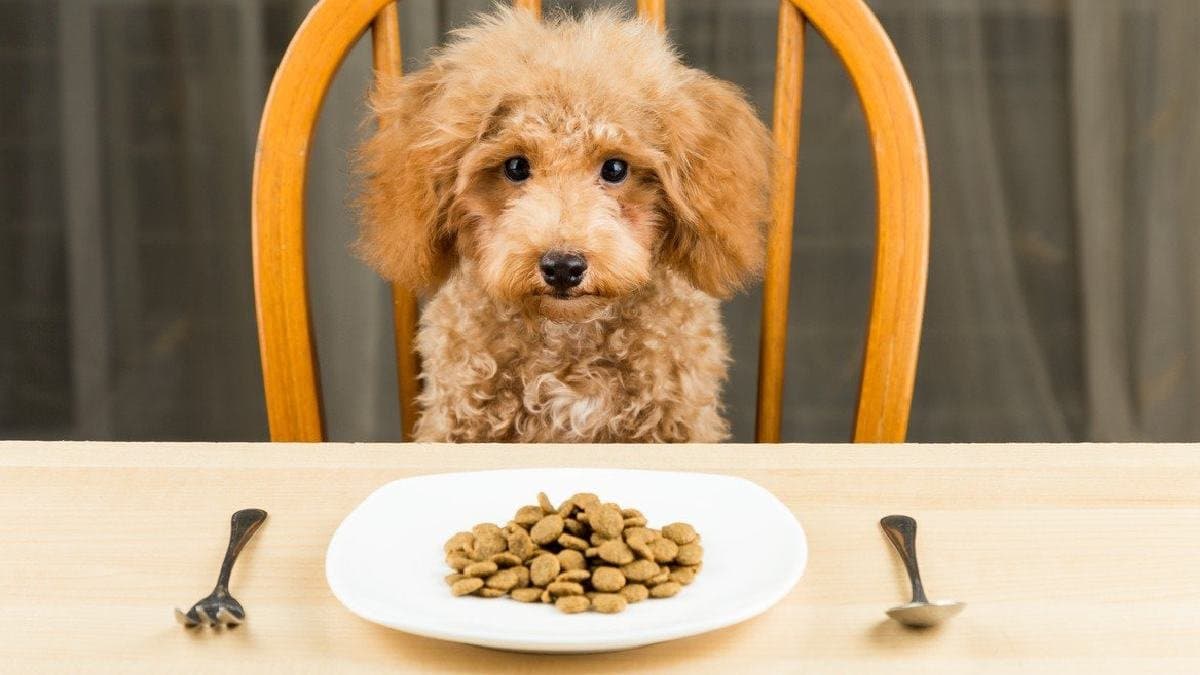 Human Food which should never be fed to pet Dogs
