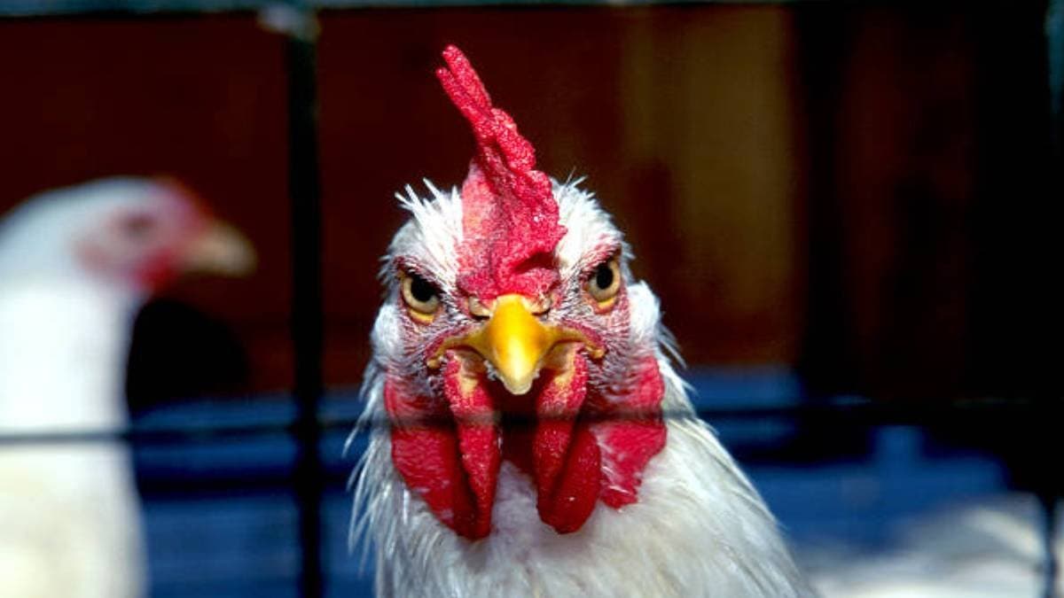 Why chickens are used in aircraft