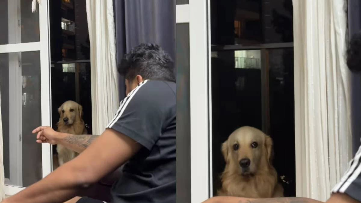 Man with his angry pet tries to ease her viral video