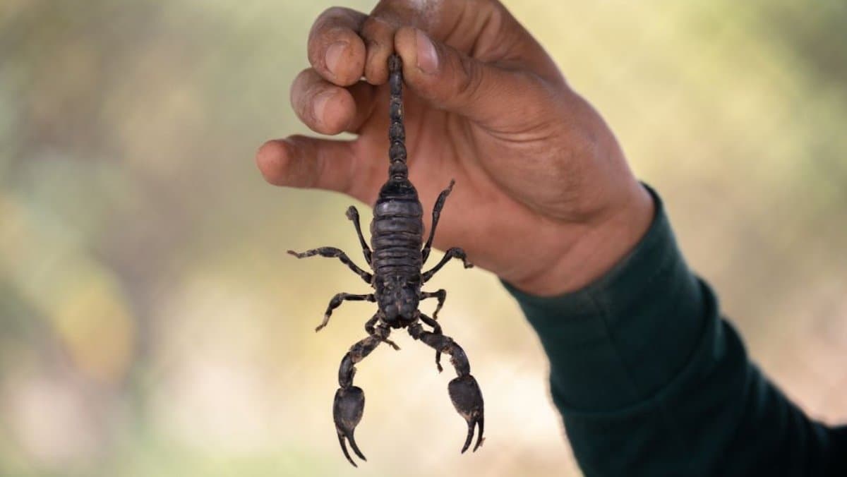 Scorpion venom can cure breast cancer claimed scientists