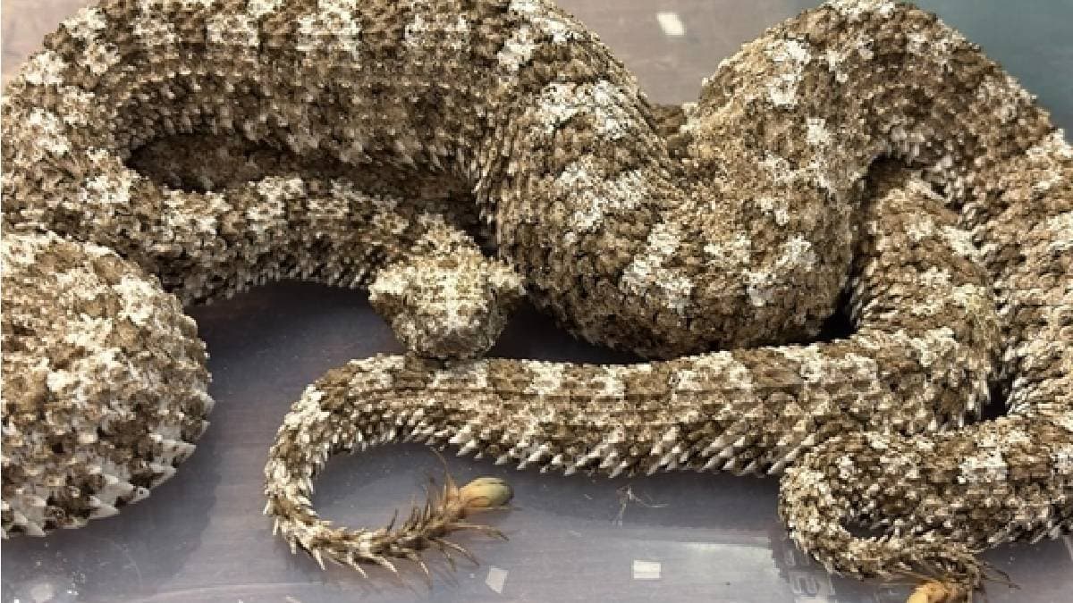 Man caught with highly venomous vipers 