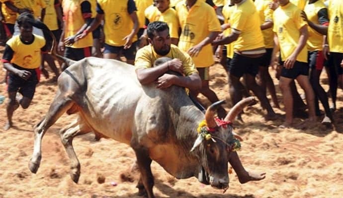 Man dies after bull jabs horn into his chest during taming event in Tamil Nadu