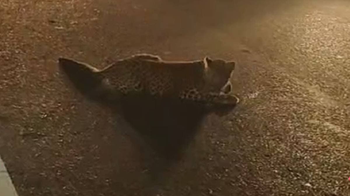 cheetah injured after being hit by car in phansidewa