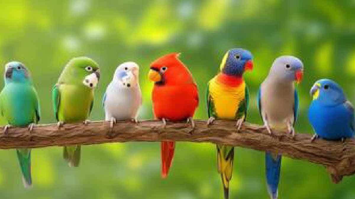 Climate Change can create big problem for Birds