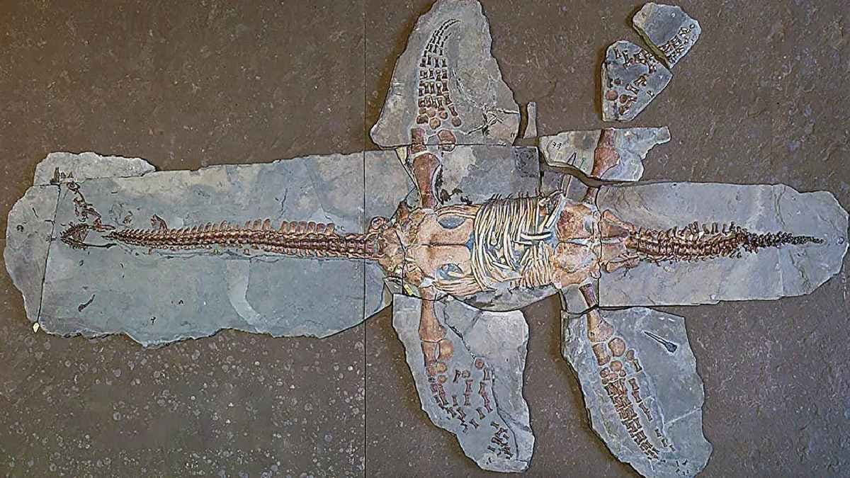  183 Million year old fossil gives incredible new insights of skin