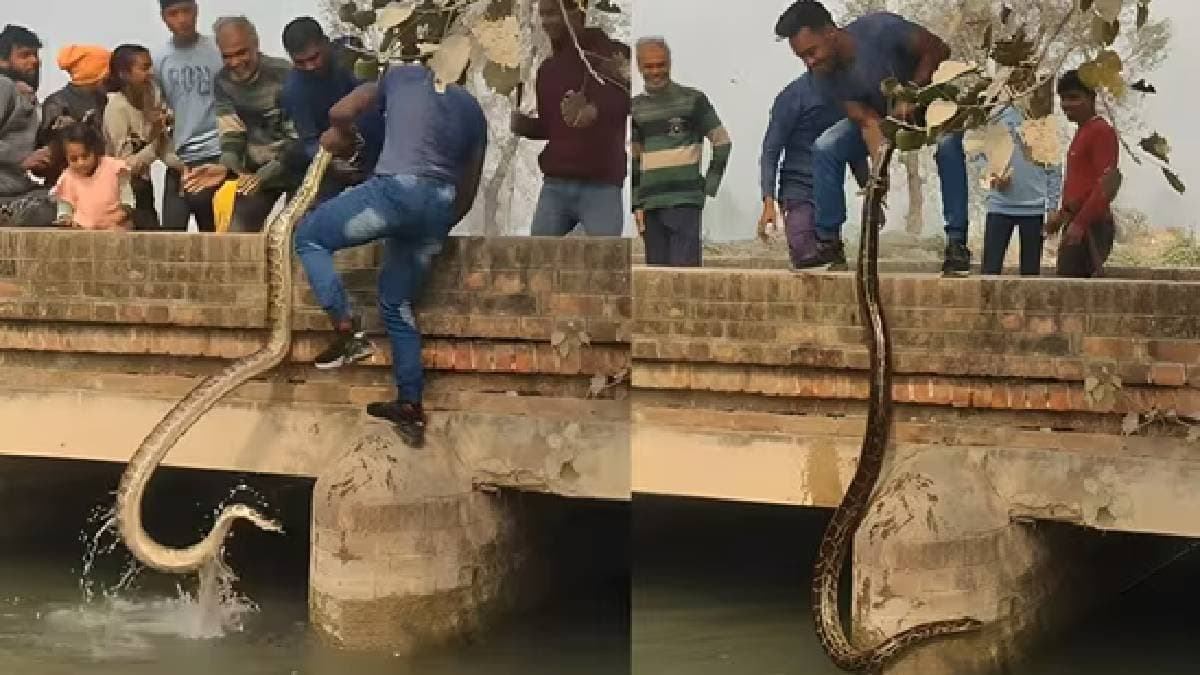 man single handedly pulls out massive python from canal 