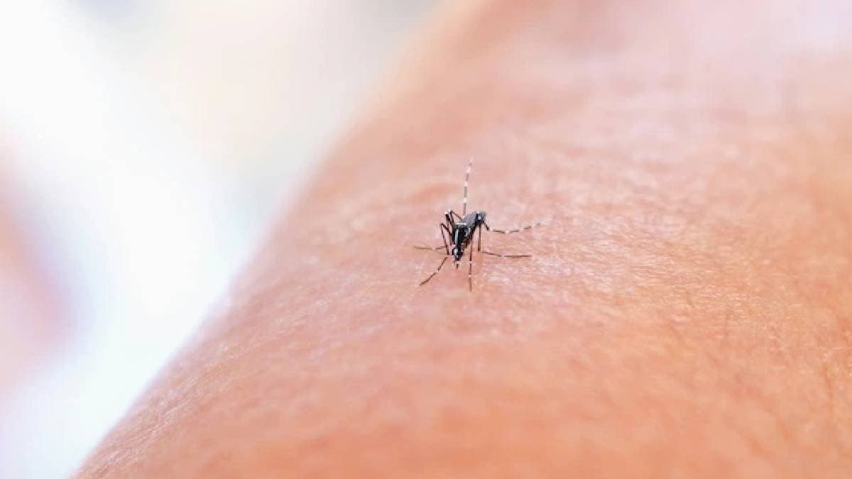 Making Mosquitoes Deaf Can Stop Spread Of Dengue gnr