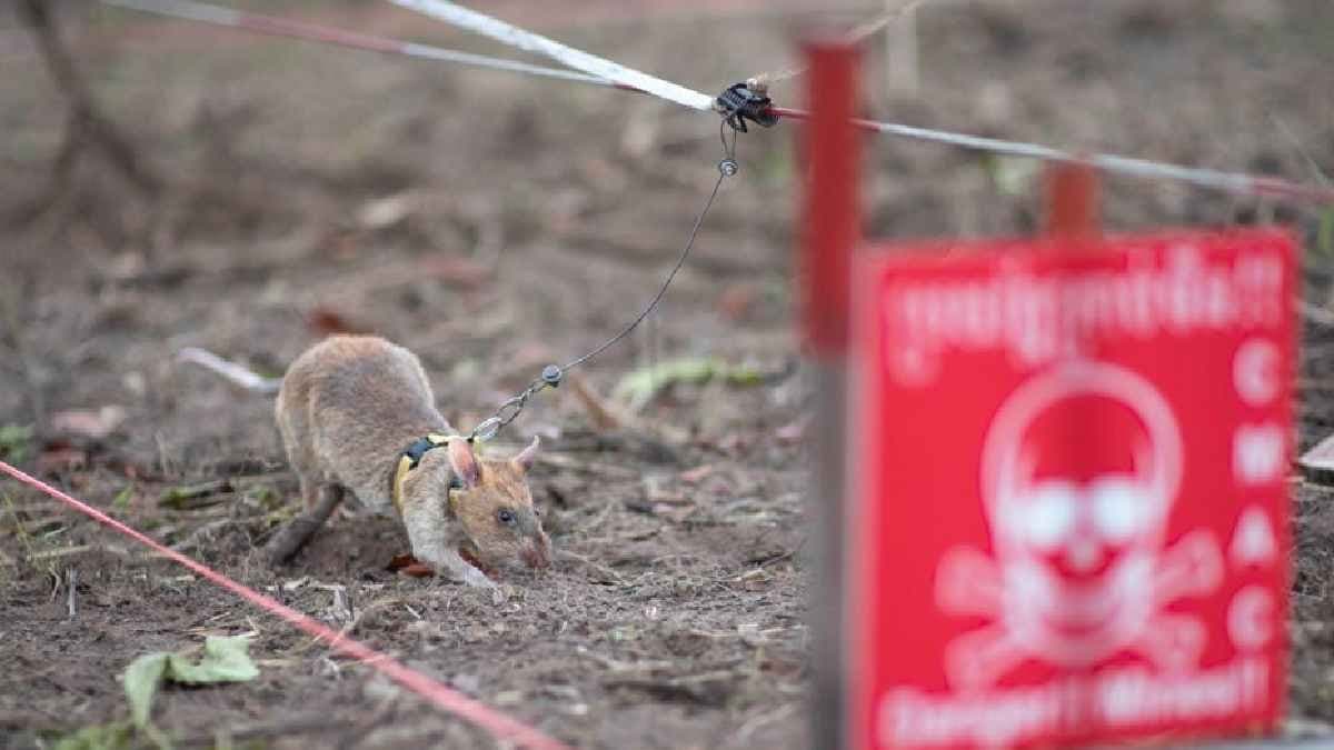 The rats feat captivated everyone its name entered the Guinness World Records